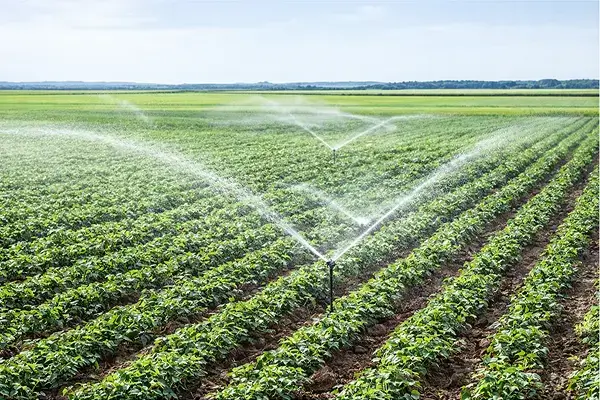 Agriculture Crops